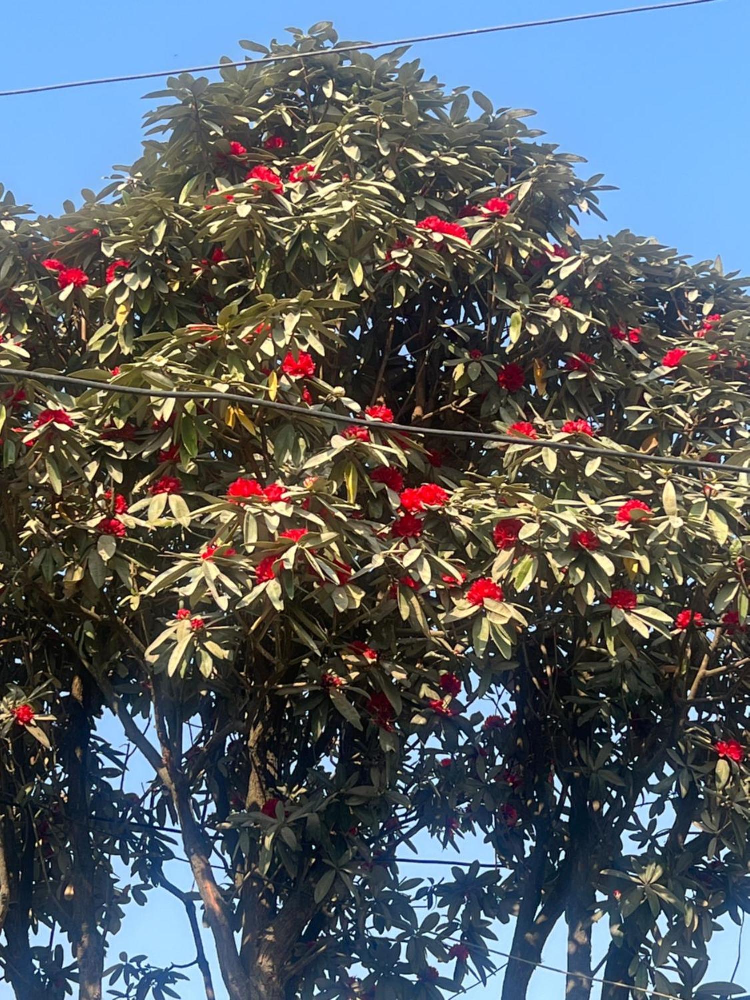 Nagarkot Resort Pvt. Ltd Kültér fotó